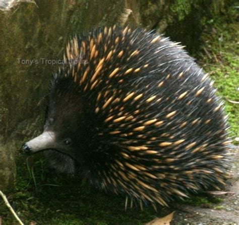 Tropical Wildlife The Short Beaked Echidna Is A Monotreme Egg