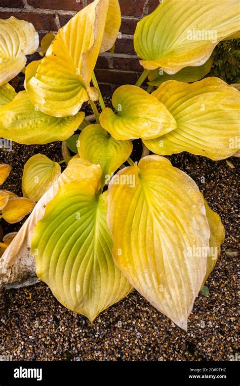 Large Yellow Leaves Of Deciduous Hosta Plantain Lily Sum And