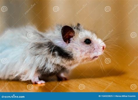 Hamster With Long Hair Stock Image Image Of Background 154322825