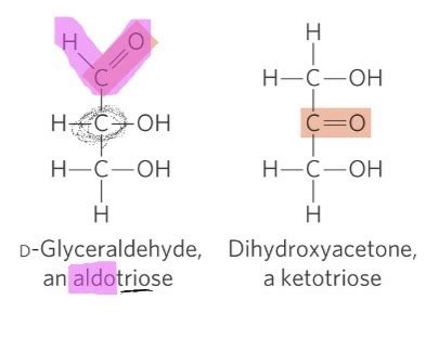 Biochem Carbohydrates Exam Lo Flashcards Quizlet