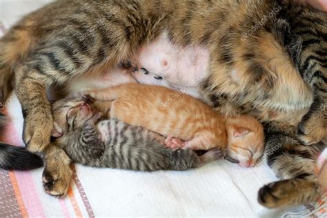 Newborn kitten sleeping near mother cat after cesarean — Stock Photo © vvvita #39625983