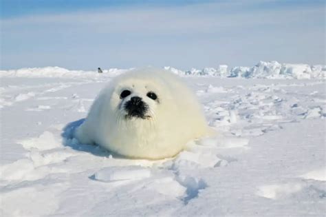 How Big Are Seals ? - Worldwide Nature