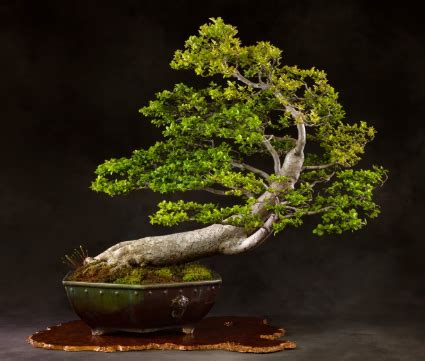 Know Your Styles A Guide To Bonsai Configurations National Bonsai