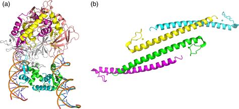 Foxp3 In Treg Cell Biology A Molecular And Structural Perspective