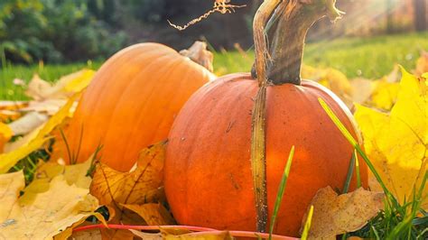 The Big List of Stoner Pumpkin Carving Ideas | World Of Weed