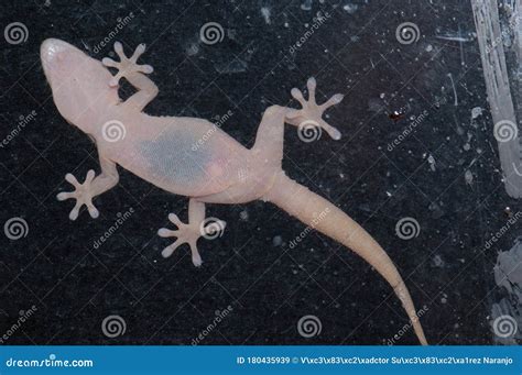 Boettger`s Wall Gecko On A Window Pane Stock Image Image Of Reptiles