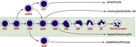 Human granulopoiesis. As evidenced by the green background, the... | Download Scientific Diagram