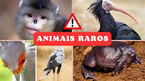 Os Animais Mais Raros Do Mundo Youtube