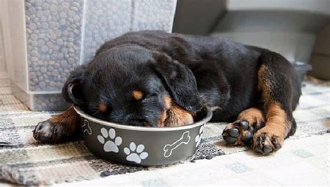 The 12 Most Awkward Rottweiler Sleeping Positions