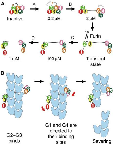 Calcium Induced Activation Of Gelsolin And The Severing Of F Actin A