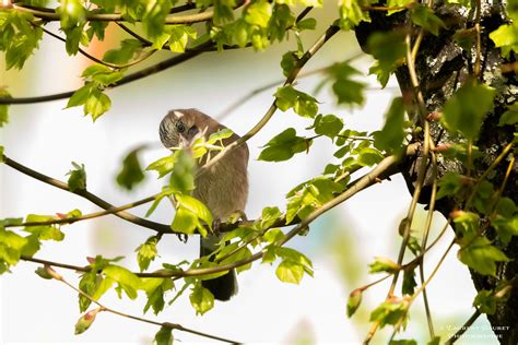 Geai Des Ch Nes Garrulus Glandarius Eurasian Jay Flickr