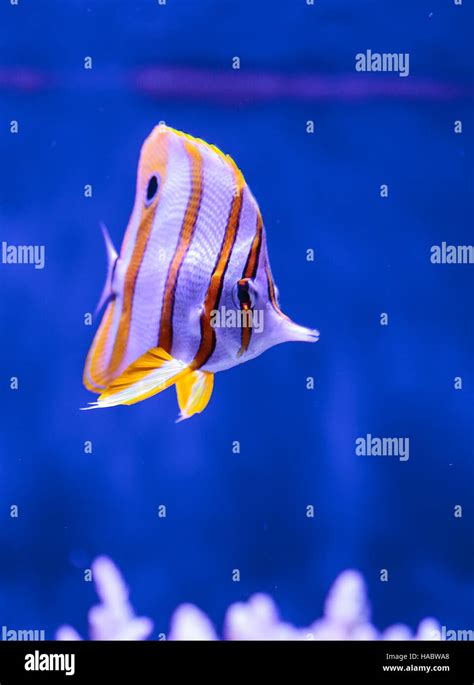 Copper Banded Butterflyfish Chelmon Rostratus In A Reef Aquarium