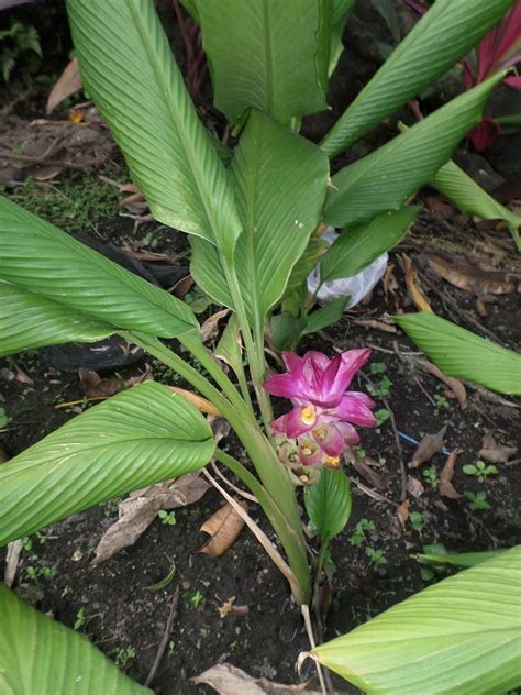 Curcuma Plant Zingiberaceae Image At Phytoimages Siu Edu