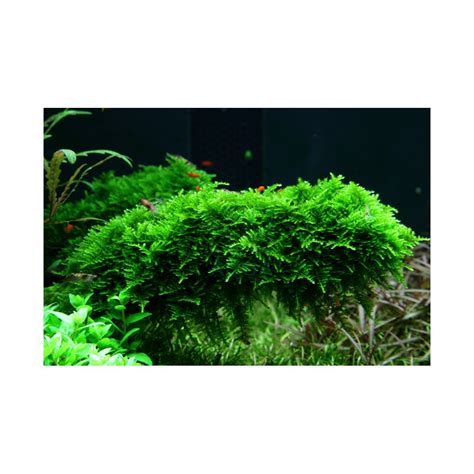 Vesicularia Montagnei Christmas Tropica A Por