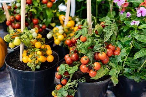 Tomaten düngen Anleitung So geht es richtig in 2023