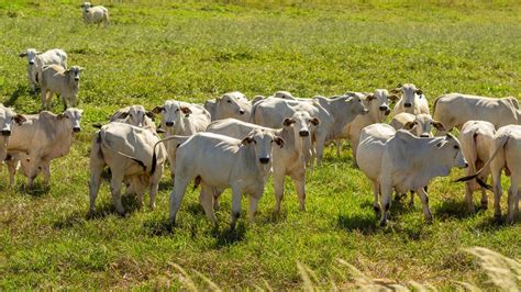 Arroba do Boi Gordo Preços Atualizados por Estado Agron Agronégocios