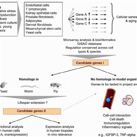 Identification And Validation Of Candidate Genes That Play A Role In