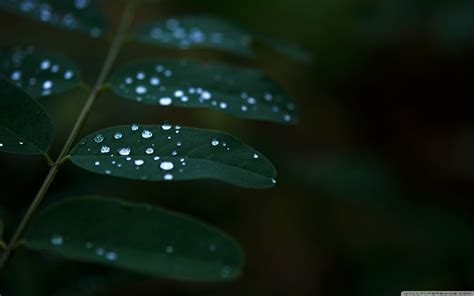 Dark Green Leaves Wallpaper Hd - 2560x1600 Wallpaper - teahub.io