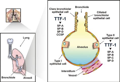 Figure 3 From Thyroid Transcription Factor 1 TTF 1 Nkx2 1 TITF1 Gene