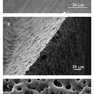 Scanning Electron Microscopy micrographs showing different morphologies ... 