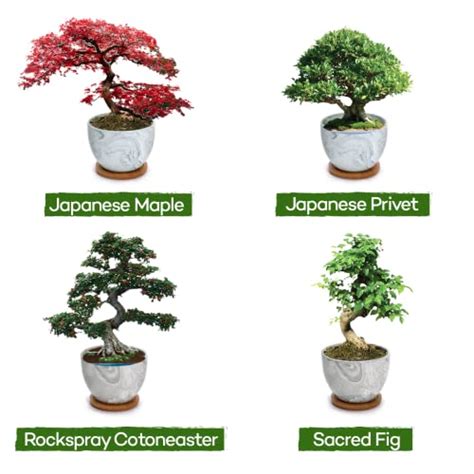 Bonsai Tree Kit Premium Bonsai Tree Starter Kit 4 Varieties Of