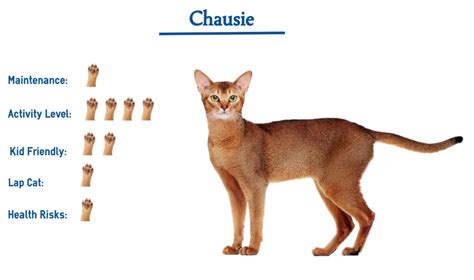 Chausie Cat Breed… Everything You Need to Know at a Glance!