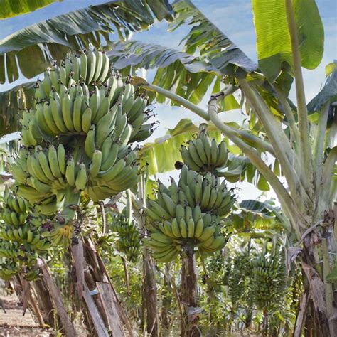 Grande plantação de bananas agricultura fruticultura Foto Premium