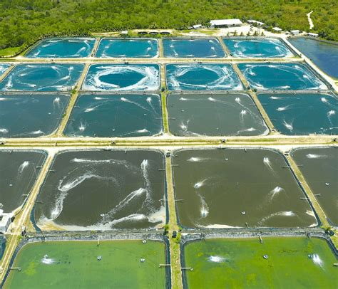 Sistemas De Aquicultura Apresentam Diferentes N Veis De Sustentabilidade