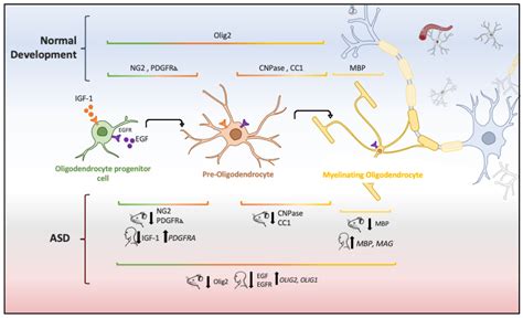 Brain Sciences Free Full Text Role Of Oligodendrocytes And Myelin