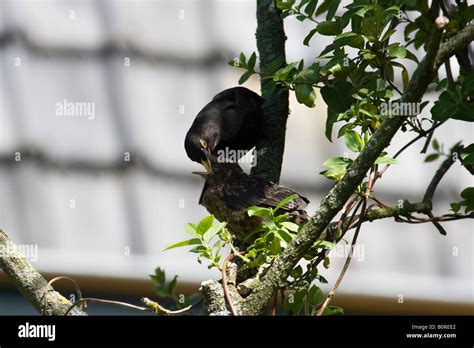 Juvenile Male Blackbird Turdus Merula Hi Res Stock Photography And