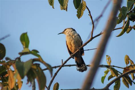 Campylorhynchus Chiapensis Registro En Ayutla San Marcos Flickr