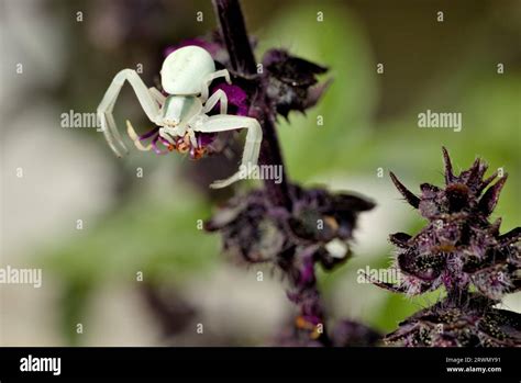 Crab Spider Misumena Vatia Waiting In Ambush On A Mint Tree Flower