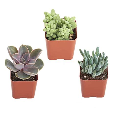 Shop Succulents Unique Collection Of Live Succulent Plants Hand