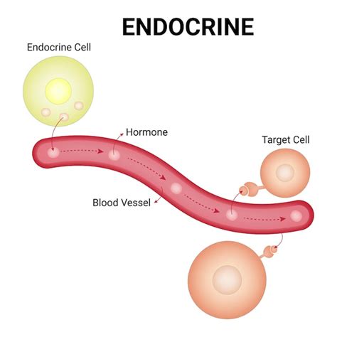 Premium Vector Endocrine Cell Hormone Target Cell Blood Vessel Vector