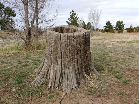 Hollow Tree Stump Picture | Free Photograph | Photos Public Domain