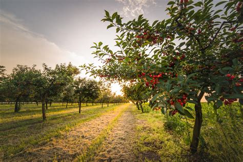 Treinamento Poda E Desbaste De Frutos Da Cerejeir Wikifarmer