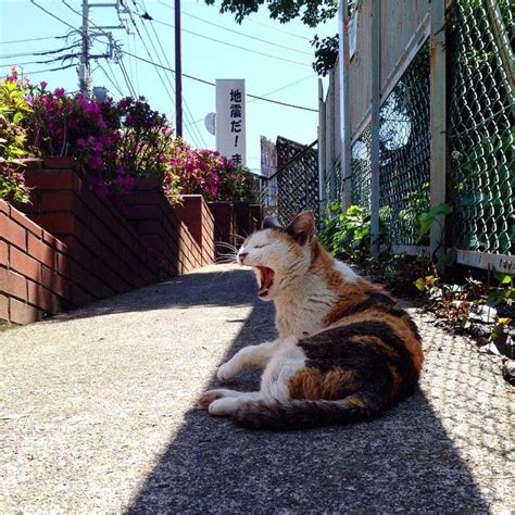 夏日の今日。谷中・夕焼けだんだんの三毛猫さんは、細い影の中で休んでいました。／in Tokyo Today Is A Hot Day As