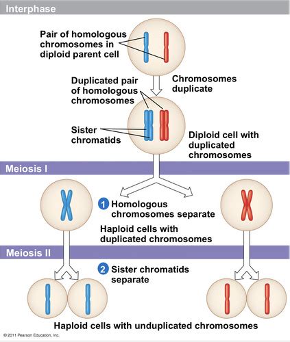 Chapter 13 Meiosis And Sexual Life Cycles Flashcards Quizlet