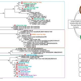 Molecular Phylogenetic Analysis By Maximum Likelihood Method Based On A