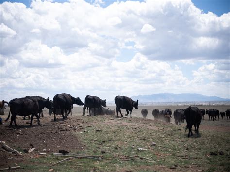 Experiencing the Flavorful Tradition of Sonoita's Vera Earl Ranch