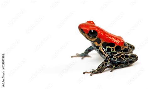 Rotr Ckenbaumsteiger Netzbaumsteiger Red Backed Poison Frog