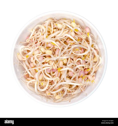 Mung Bean Sprouts In A White Bowl Vegetable Grown By Sprouting Mung