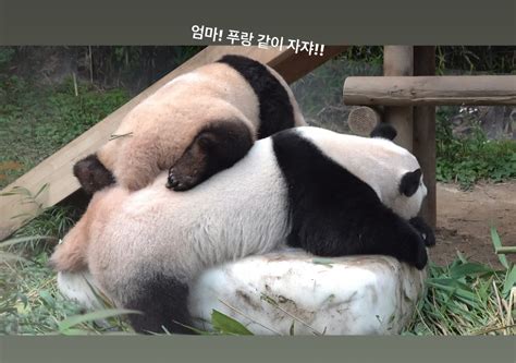 더쿠 - 엄마 아이바오가 너~무 좋은 푸바오