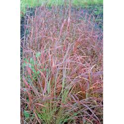 Andropogon - Greenhouse Product News