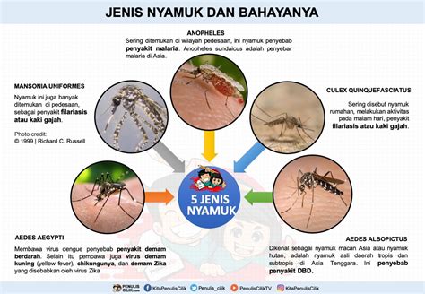 5 Jenis Nyamuk Dan Bahayanya Gambar Poster Penulis Cilik