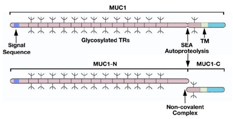 Structure Of The MUC1 Heterodimeric Complex MUC1 Is Translated As A