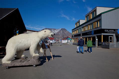 Stuffed Polar Bear Longyearbyen Dave Walsh Photography