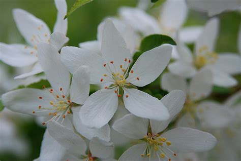 Malus Transitoria Golden Raindrops® Landscape Plants Oregon State