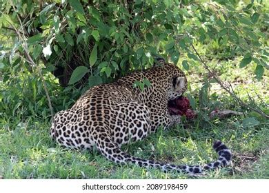 714 Leopard Eating Prey Images, Stock Photos & Vectors | Shutterstock