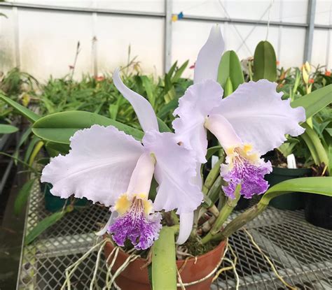 Cattleya Lueddemanniana Var Coerulea Michael Amaos Select Division